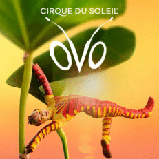 Cirque du Soleil "OVO" | Sun 18 Jan 2026 | SIDE STALLS | 5.30pm | Royal Albert Hall
